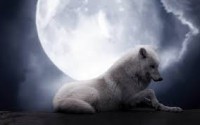 /album/secret-singing-wolves/white-wolf-10-jpg/